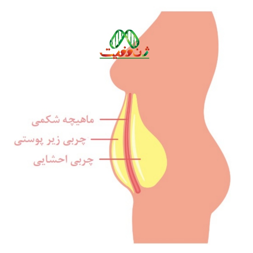 تاثیر چربی احشایی و چربی زیرپوستی بر چاقی شکمی