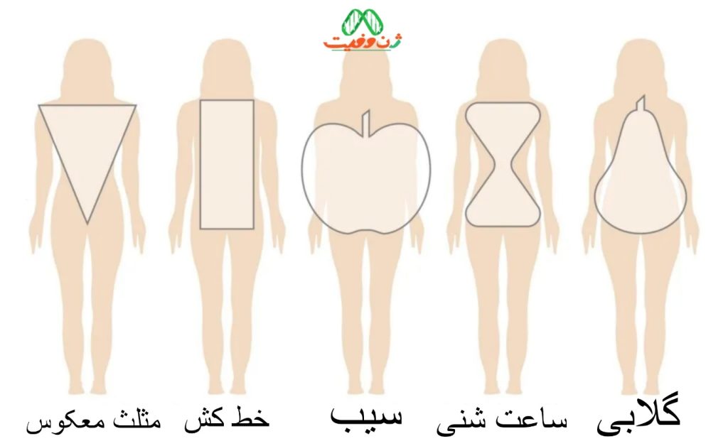 شناخت انواع تایپ های بدنی